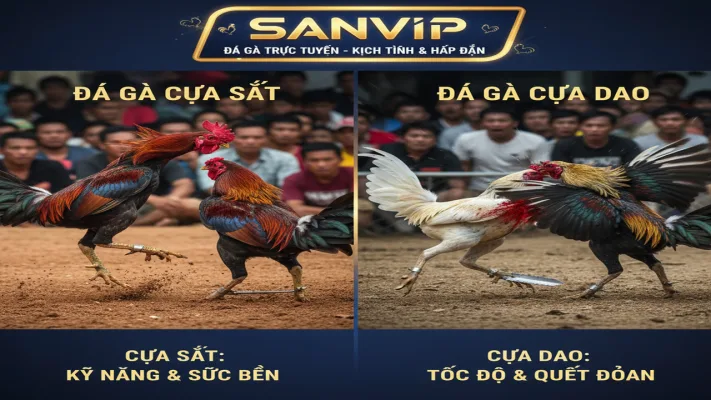 Đá Gà Cựa Sắt Và Đá Gà Cựa Dao: Sự Khác Biệt Sống Còn Tại Sanvip